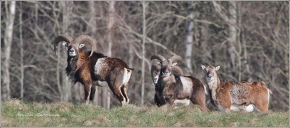 <p>MUFLON (Ovis musimon) Šluknovsko - Harta /Mouflon - Mufflon/ </p>